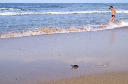 A small sea turtle thrown out of the waves.の写真素材