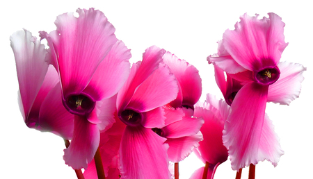 Beautiful flowering cyclamen. White background.の写真素材