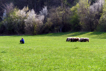 Spring landscape. A small herd of sheep with a shepherd. Central Balkan (Balkan) - Bulgaria. April 12, 2018のeditorial素材