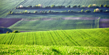 Agricultural land, a variety of crops. Beautiful landscape in green.