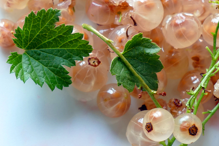 Ripe fruit white currant. French grapes.の写真素材