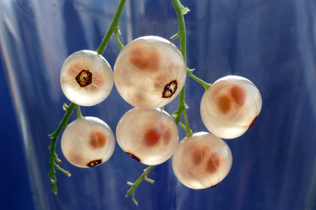 Ripe fruit white currant. French grapes.の写真素材