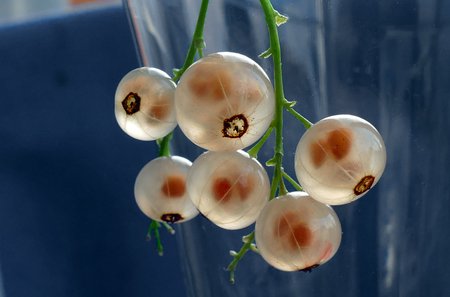 Ripe fruit white currant. French grapes.の写真素材