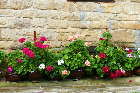 Pelargonium in front of a stone wall of a country house.の写真素材