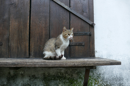 Home cat against the background of an old house.の写真素材