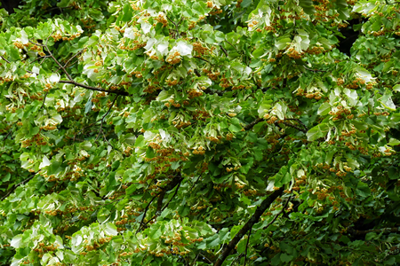Lime tree with blossoming linden blossom.の写真素材