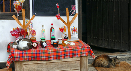 Domestic cat sleeping on the stall with home delicacies.の写真素材