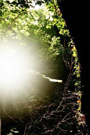 Summer in a thick forest with fresh green leaves. Sunlight passes through the branches of the trees.の写真素材