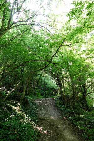 A path through a forest. Sunlight passes through the branches of the trees.の写真素材