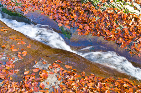 Autumn landscape. Mountain stream with fallen leaves. Closeup.の写真素材