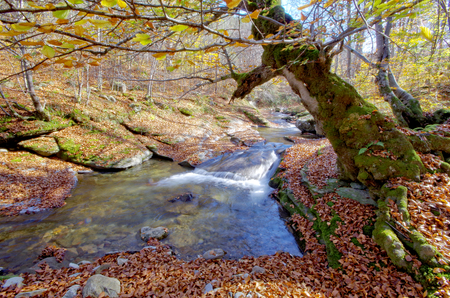 Old beech tree over mountain stream. Autumn landscape.の写真素材