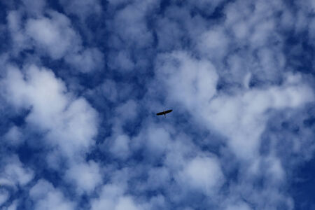 hawk flying in the blue sky