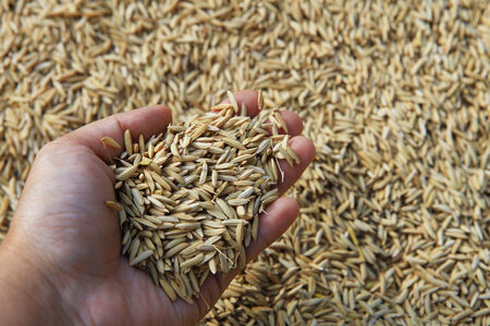 paddy on fermer s handの写真素材