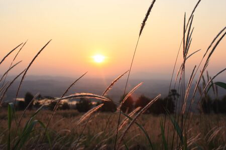Sunset in the grass fieldの素材