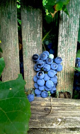 Black grapes branch growing through an old wooden fenceの写真素材