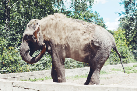 Large elephant in nature, side view