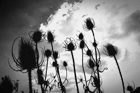 Black and white images of silhouette thistle plants with nois