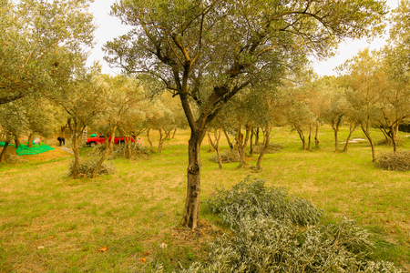 picking olivesの写真素材