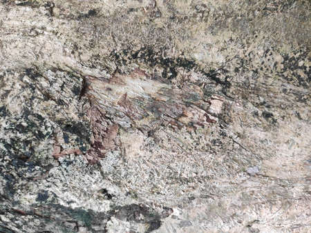 Bark is the outermost layers of stems and roots of woody plants. Plants with bark include trees,...