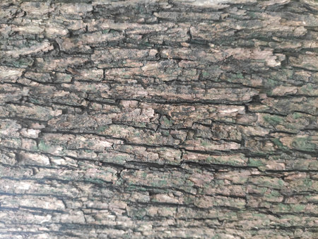 Bark is the outermost layers of stems and roots of woody plants. Plants with bark include trees,...