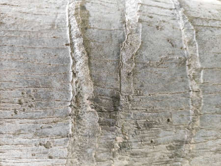 Bark is the outermost layers of stems and roots of woody plants. Plants with bark include trees, woody vines, and shrubs.の写真素材