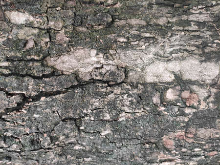Bark is the outermost layers of stems and roots of woody plants. Plants with bark include trees, woody vines, and shrubs.の写真素材