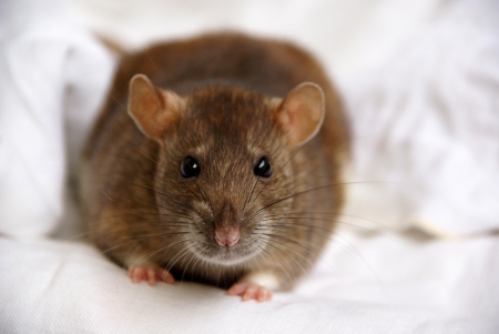 A pet ratの写真素材