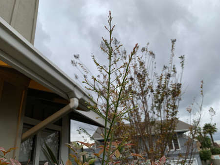 Green colored branch against cloudy sky backgroundの写真素材