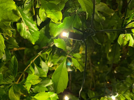 Christmas lights isolated among green leavesの写真素材