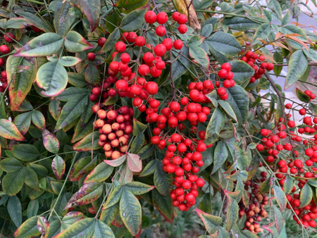 Berries surrounded by green foliage and leavesの写真素材