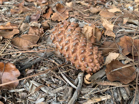 Leaves and Pinecones and Twigs over dried leaves, twigs and branchesの写真素材