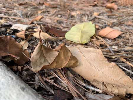 Leaves and Pinecones and Twigs over dried leaves, twigs and branchesの写真素材