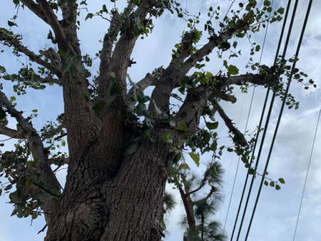 Upshot of a tall tree with powerlines in the backgroundの写真素材