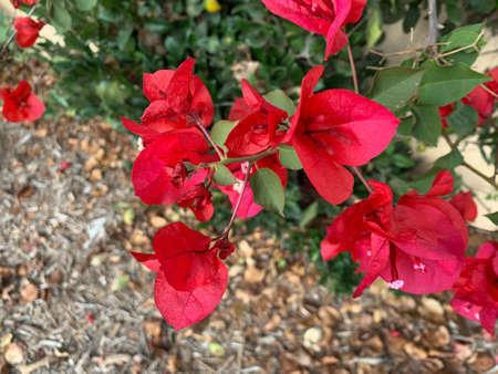 Leaves and Pinecones and Twigs over dried leaves, twigs and branchesの写真素材