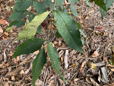 Leaves and Pinecones and Twigs over dried leaves, twigs and branchesの写真素材