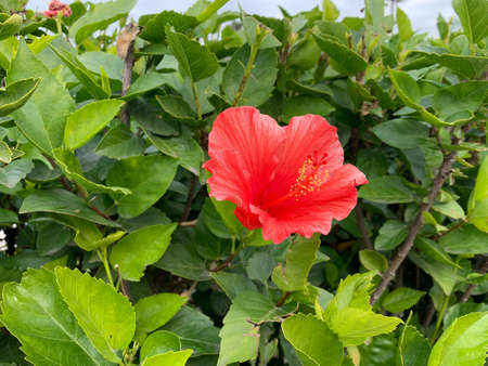 Flower among green leaves with sky backgroundの写真素材