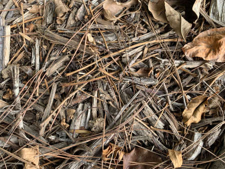 Dry Twigs and Leaves Backgroundの写真素材