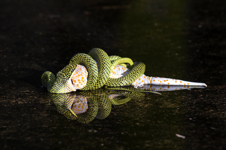 Snake trying to eat a lizard on the water under the shadowsの写真素材