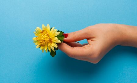 Beautiful flowers on a colored paper background. Top view with place for weaving.
