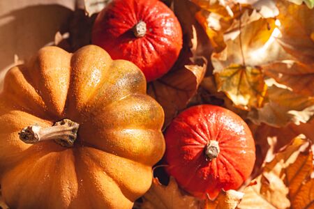 Banner of Thanksgiving pumpkins on autumn dry foliage. Stock photo of a solar pumpkin - Harvest / Thanksgiving Concept.の写真素材