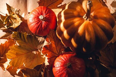 Autumn composition of pumpkins and yellow leaves. Stock photo of pumpkins on dry leaves.の写真素材