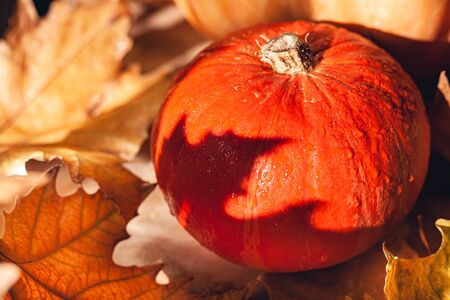 Banner of Thanksgiving pumpkins on autumn dry foliage. Stock photo of a solar pumpkin - Harvest / Thanksgiving Concept.の写真素材