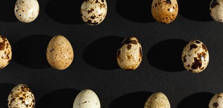 Quail eggs on a black background. Stock photo.の写真素材
