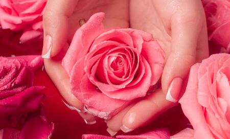 Spa Salon: Beautiful Female Hands with French Manicure in the Bowl of Water with Pink Roses and Rose Petals.の写真素材