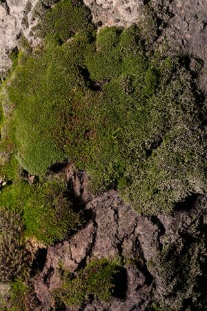 The bark of a tree is covered with moss. Stock photo texture of a tree bark.の写真素材