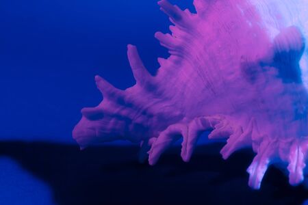 Chicoreus ramosus shell on a dark background with neon lights. Stock photo Chicoreus ramosus.