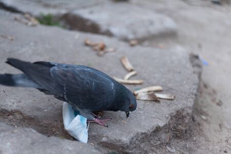Medical mask and bird of the world. Dove and medical mask. The concept of nature pollution and the transmission of infection through birds. Global problems of coronavirus.の写真素材