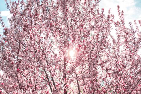 Spring background in the form of flowering tree branches with pink flowers against a blue sky....