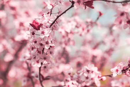 Spring background in the form of flowering tree branches with pink flowers against a blue sky. Spring flowers. Beautiful nature scene with a flowering tree and sun sky. Easter sunny day. In the springの写真素材