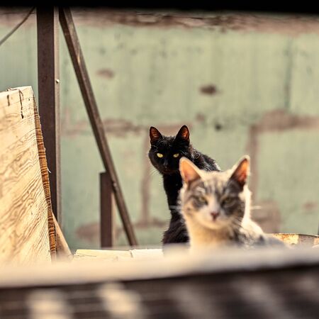 Homeless black cat in urban space. The black cat is watching. Stock photo of a stray animal.の写真素材